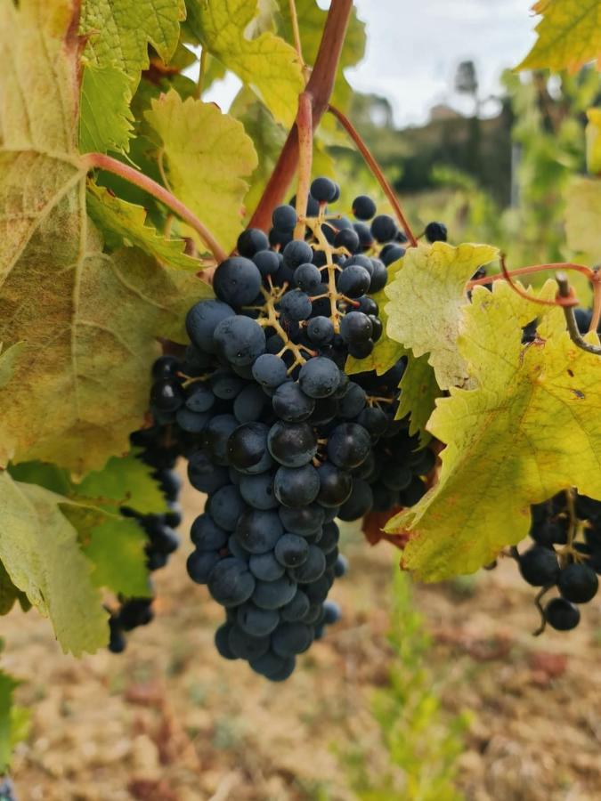 Podere Borgaruccio Peccioli Exterior foto